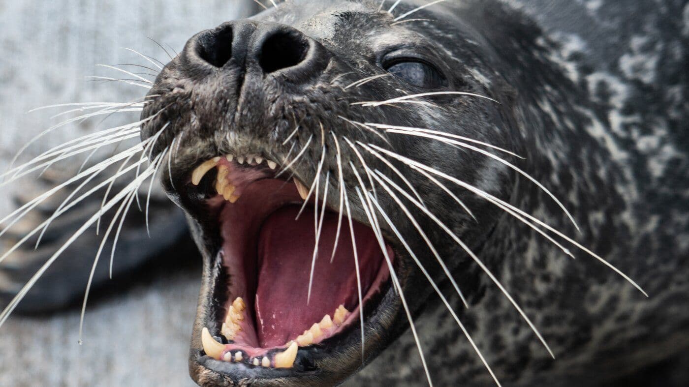 The Secret Weapon Hidden on a Seal's Face: How Whiskers Make Them Deadly Underwater Hunters