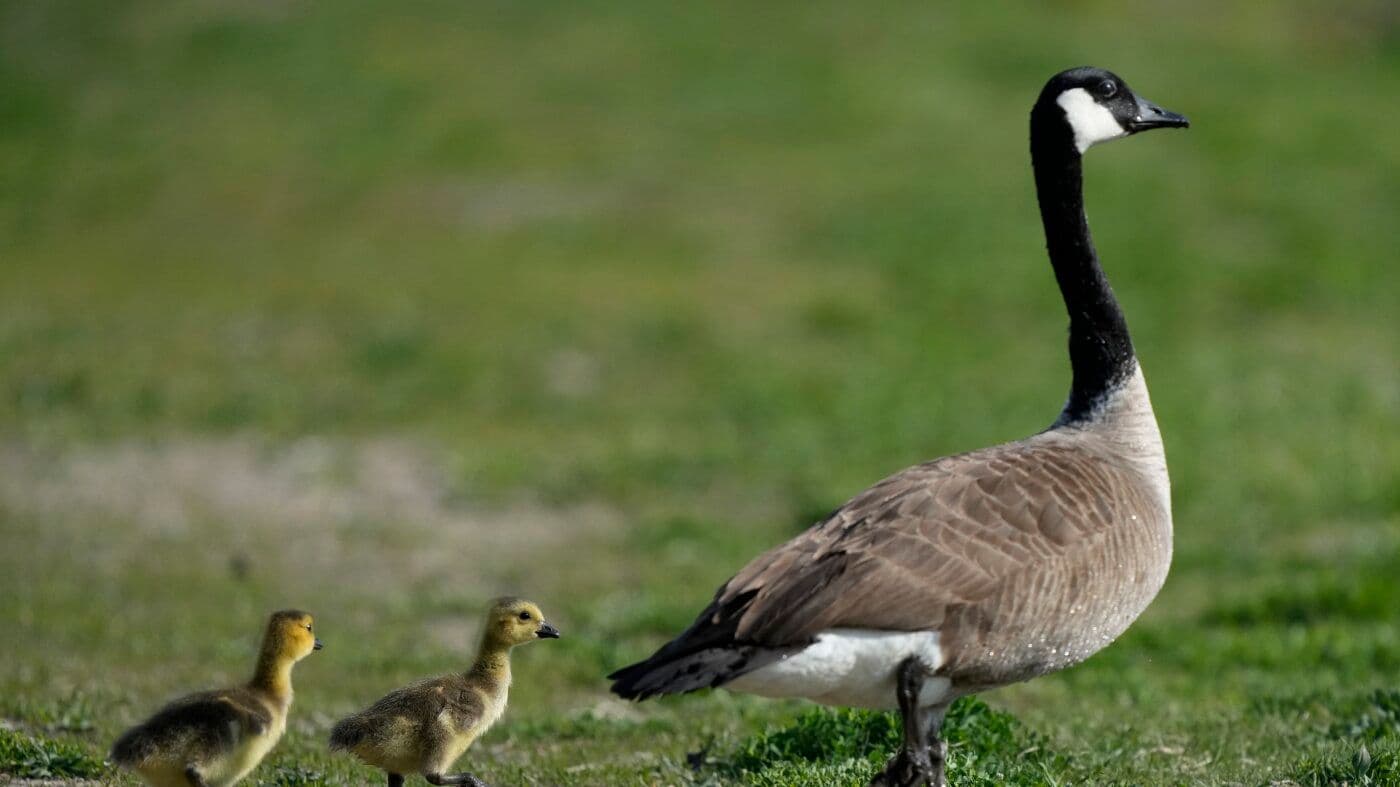 The Remarkable Science Behind Goose Migration: Nature's Most Impressive Journey North