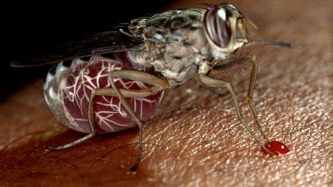 Breakthrough Single-Dose Drug May Finally Eradicate Sleeping Sickness by 2030