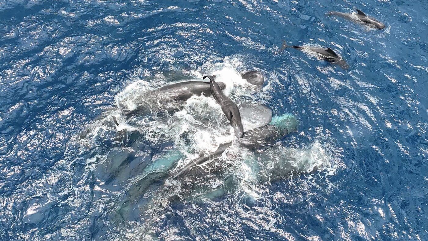 Remarkable Discovery: Sperm Whales Observed Working Together to Support a Birth