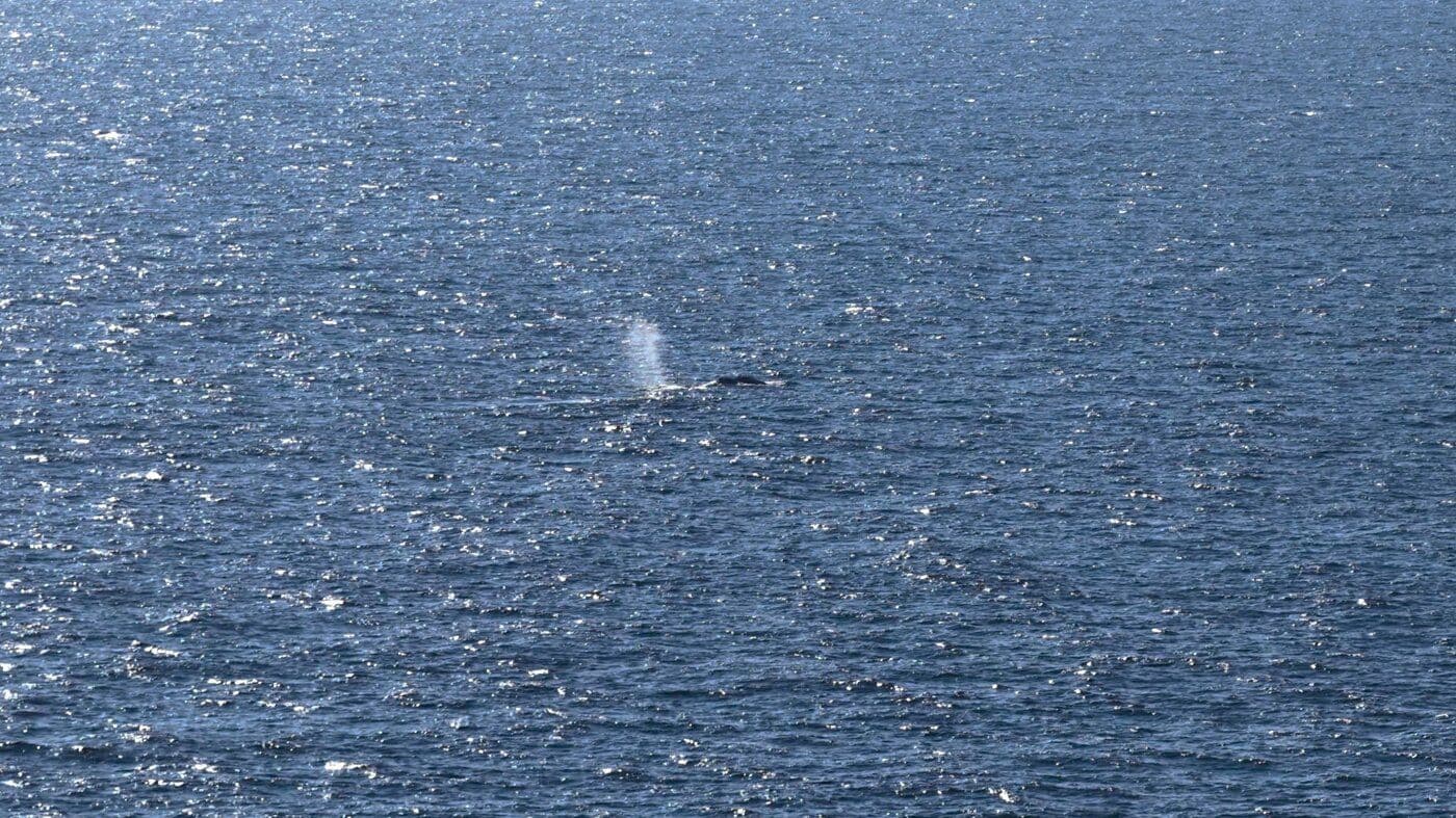 Timmy the Humpback Whale Finally Freed After Weeks-Long Rescue Mission in the North Sea