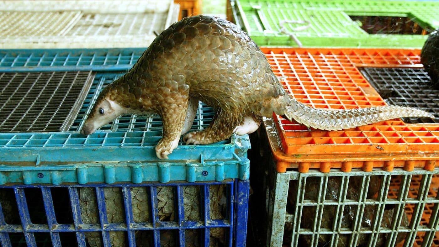 Wildlife Trade Poses Alarming Disease Spillover Risk to Humans, Landmark Study Reveals