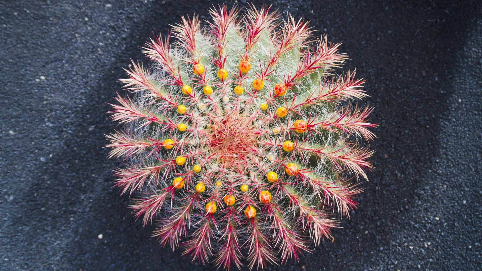 Desert Surprise: Cacti Are Among Earth's Fastest-Evolving Plants — And Scientists Finally Know Why