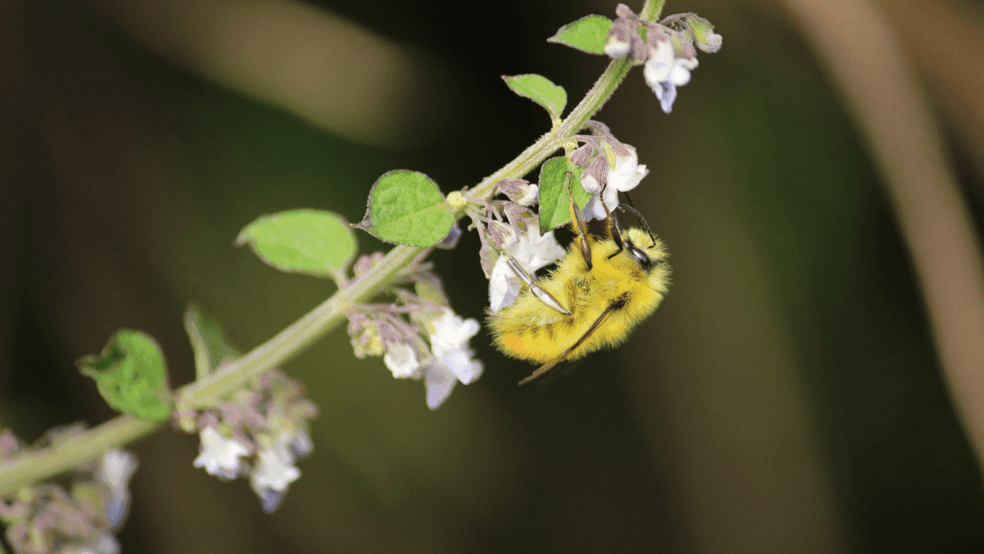 Preserving pollinators is good for health -- and income