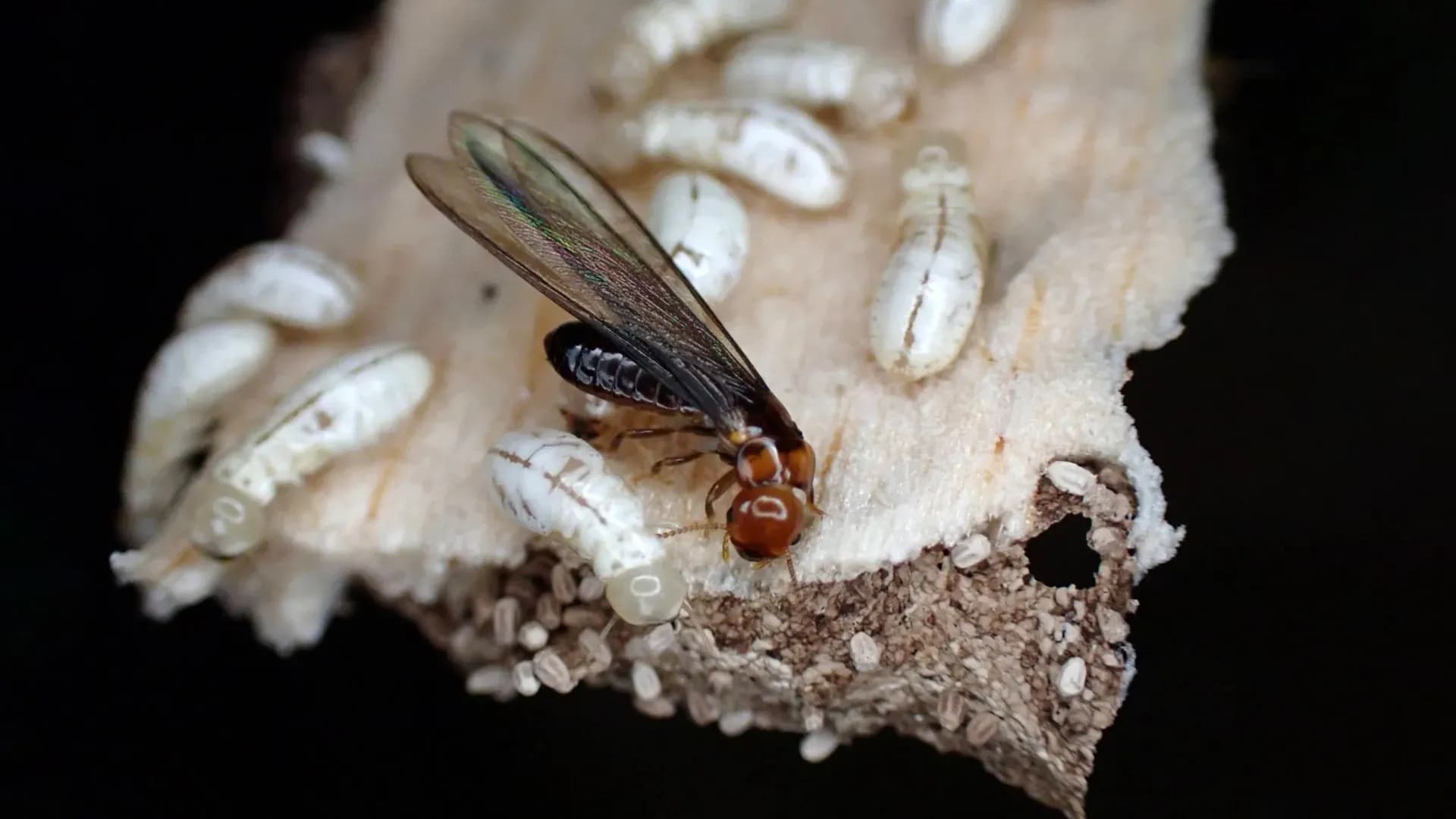 Scientists Discover Chemical That Wipes Out 95% of Termites With Zero Risk to Humans