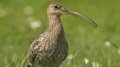 Endangered Curlew Found Nesting in Hopeful Conservation Breakthrough