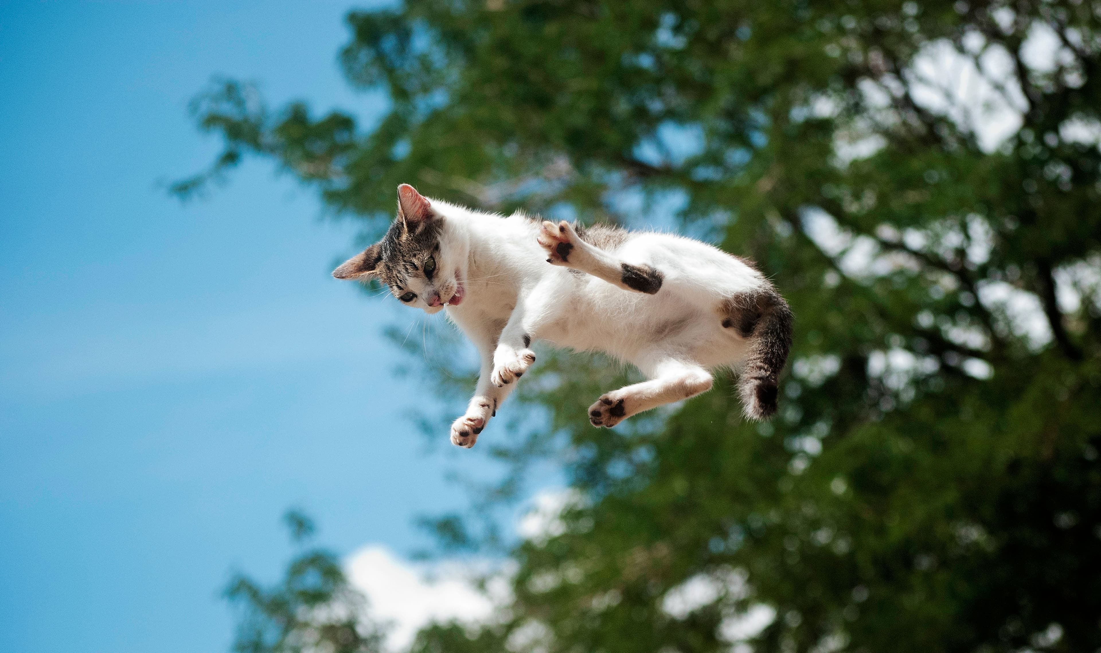 Science Finally Explains Why Cats Almost Always Land on Their Feet