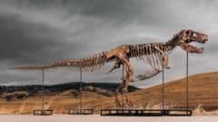 Gus the T. Rex Shatters Records, Becoming the Most Expensive Dinosaur Ever Auctioned