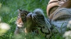 One of Four Rare Sumatran Tiger Cubs Dies at Kent Wildlife Park