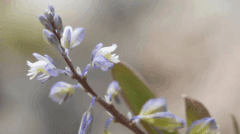 Kentish Milkwort Defies Extinction With Remarkable Sevenfold Population Surge