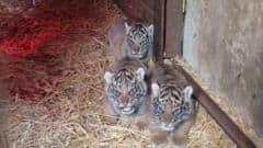 Four Critically Endangered Sumatran Tiger Cubs Born at UK Wildlife Park