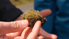 Meet the 'Killer Fungus' That Could Save Britain's Native Habitats from Invasive Moss
