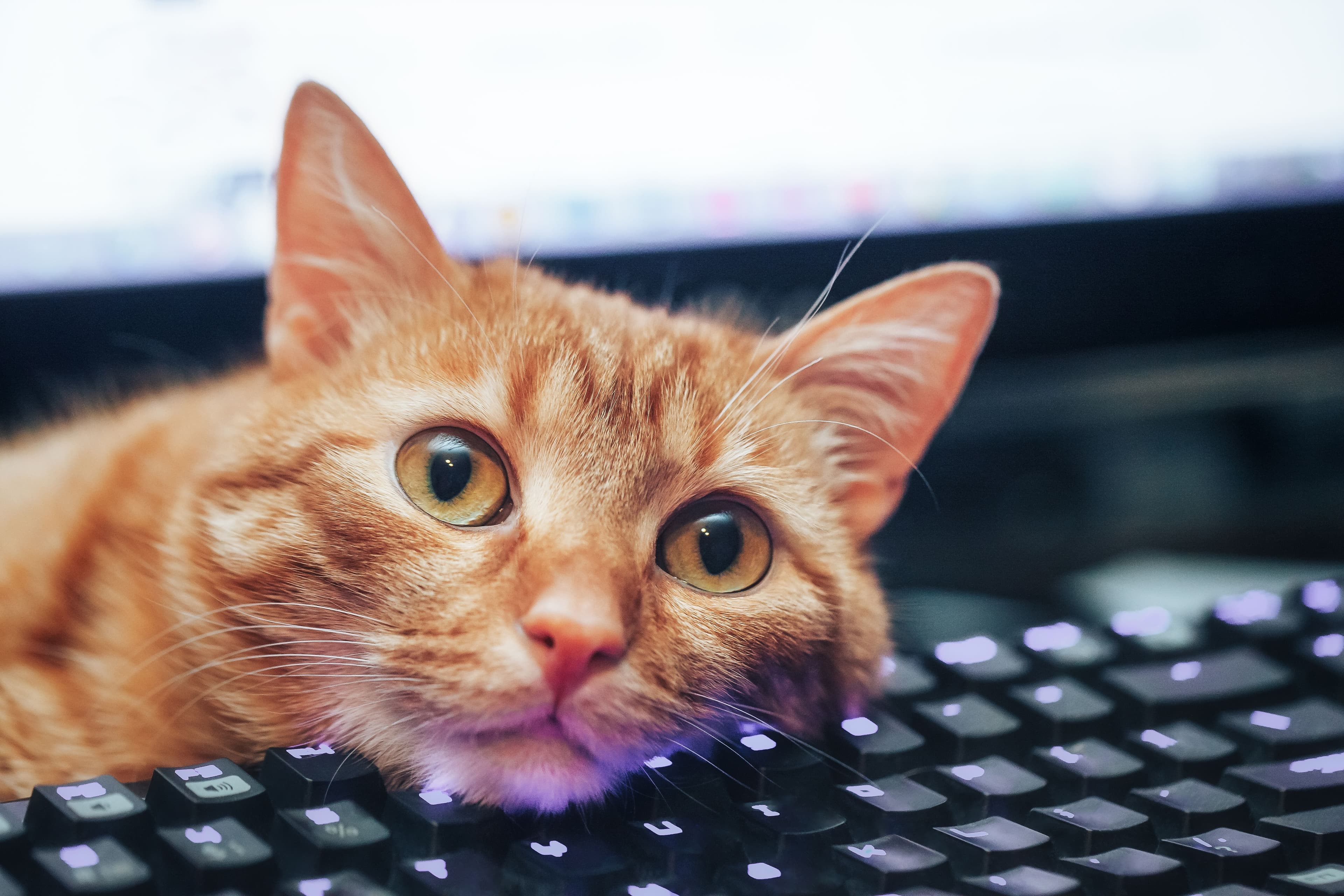 What My Cat Accidentally Taught Me About Keyboard Shortcuts