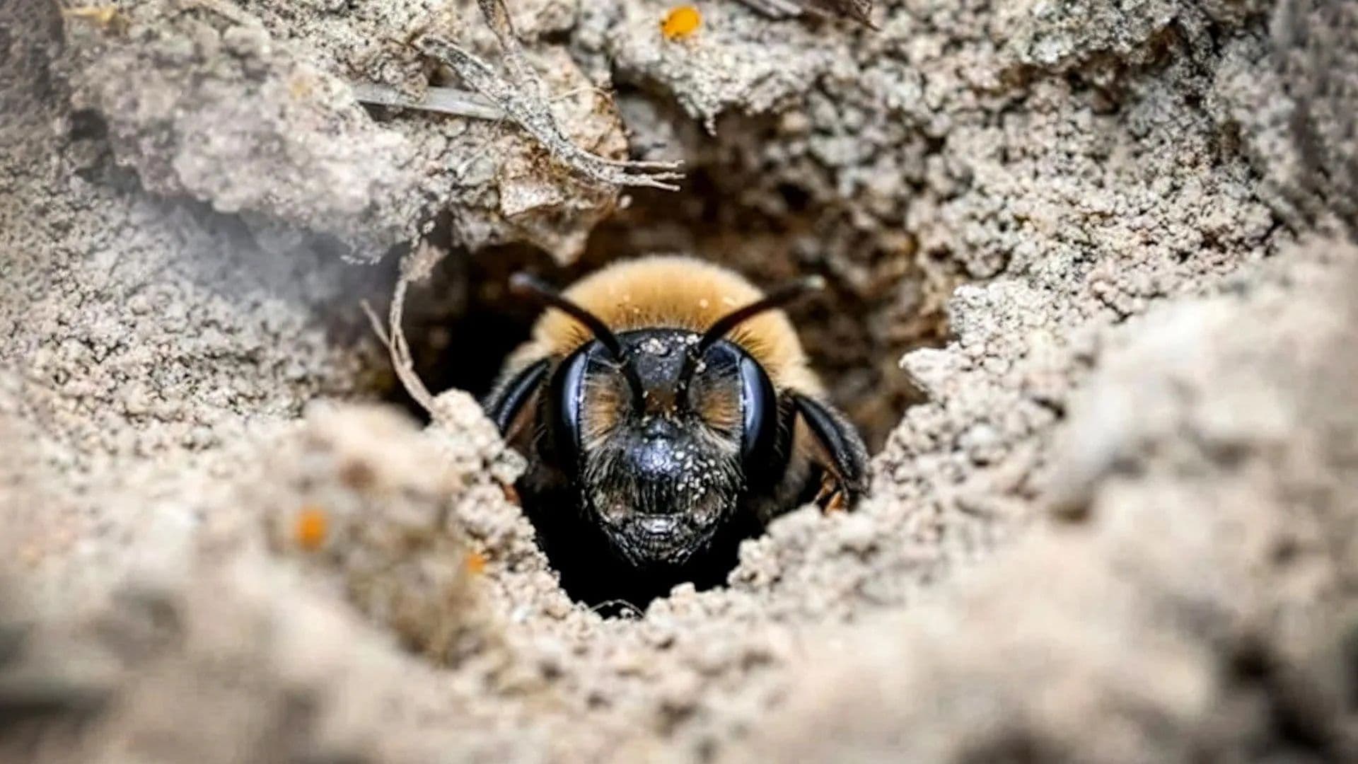 How Millions of Wild Bees Built a Secret Underground Empire Beneath a New York Cemetery