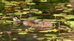 Water Voles Return to Surrey River After Two Decades of Absence
