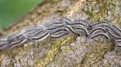 Toxic Caterpillars Trigger Public Health Warning Across South-East England