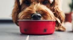 Study Reveals Microplastics Found in More Than Three-Quarters of Pet Food Brands