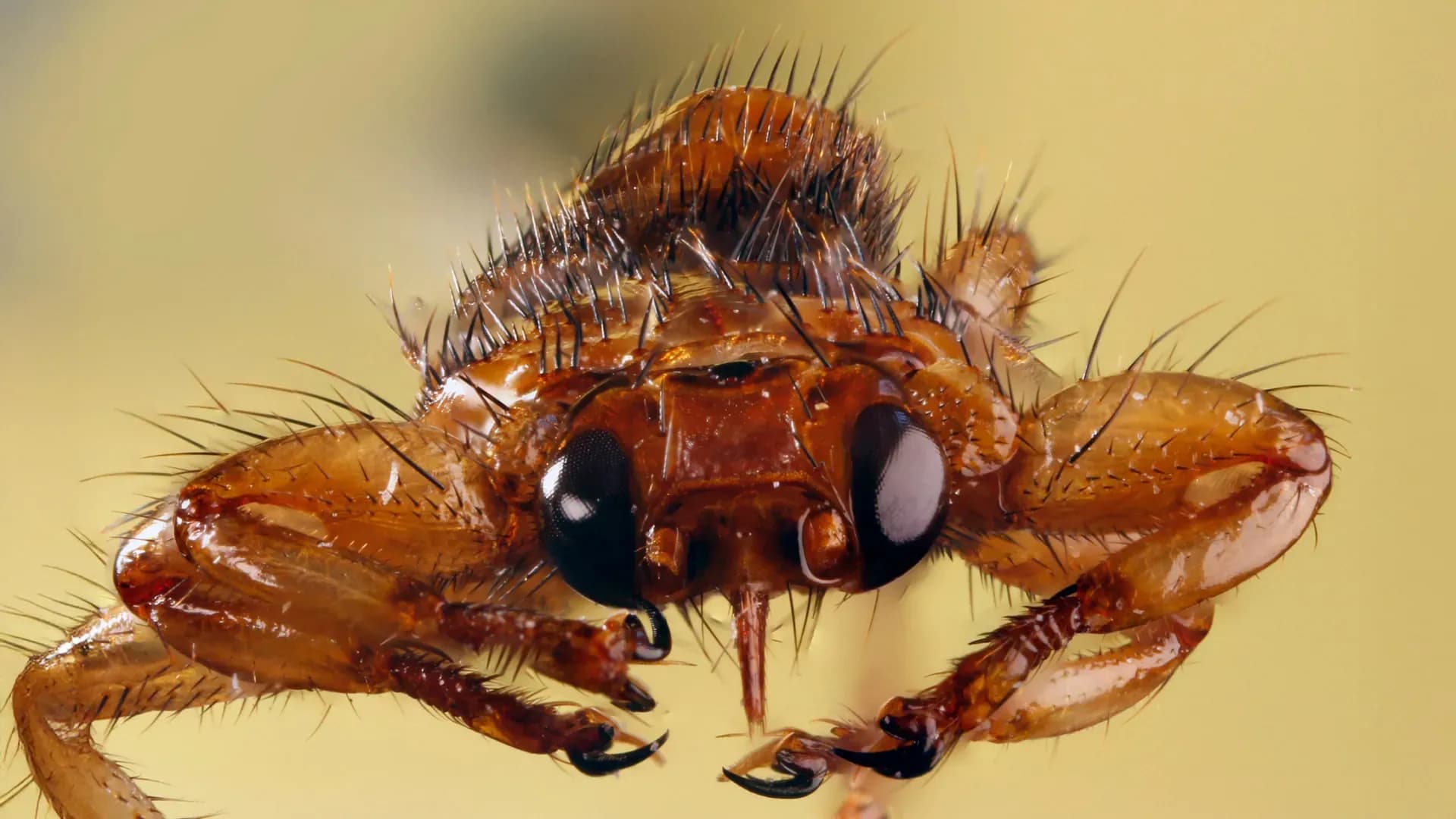 How a Blood-Sucking Fly Trades Its Vision for a Permanent Home on a Host