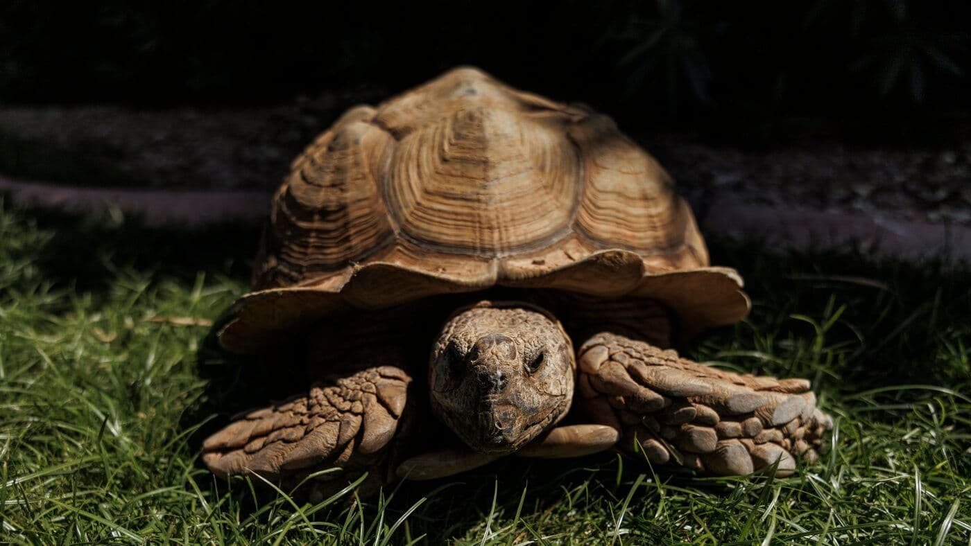 Neighborhood Rallies to Rescue a Runaway Sulcata Tortoise — and Exposes a Growing Pet Crisis