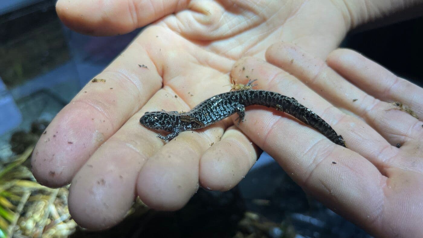 Racing Against Extinction: The Fight to Save America's Frosted Flatwoods Salamander