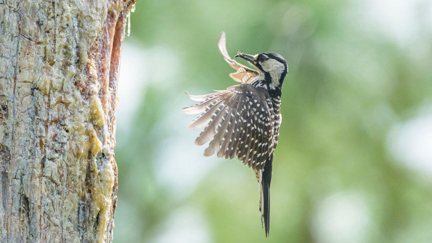 Conservation Groups Launch Legal Battle Over Trump's Redefinition of Wildlife 'Harm'