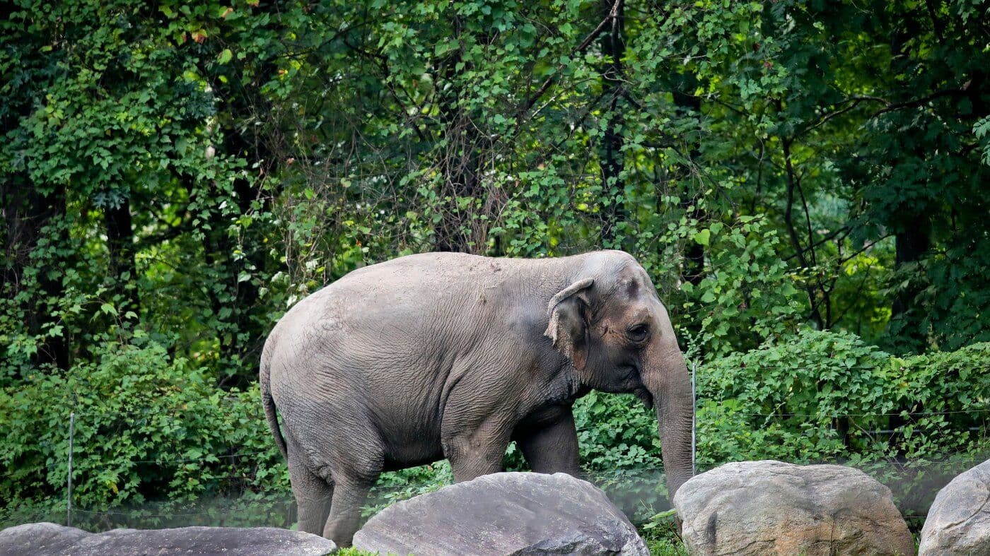 Bronx Zoo Bids Farewell to Happy the Elephant, a Pioneer in Animal Self-Awareness Research