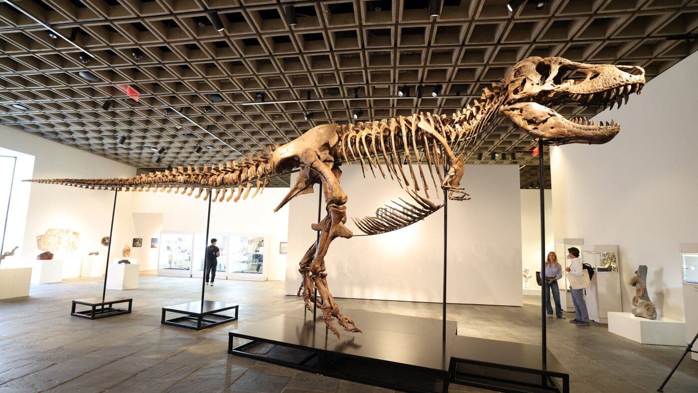 Rare T. Rex Skeleton 'Gus' Heads to Auction With a $30 Million Price Tag